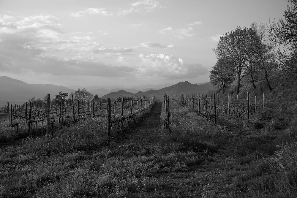 Azienda Agricola Galardi